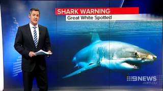 Shark Warning  9 News Perth [upl. by Weinrich]