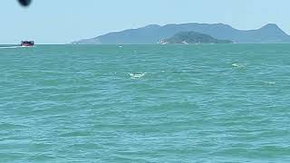 Avistaje de ballenas en Florianópolis [upl. by Naejamron884]