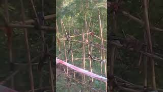 Rain amp Sun together  Beautiful Sparrow  Food  Mountain Village Nature Buddies viralvideo viral [upl. by Yenhpad]