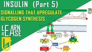 Insulin Part 5 Signalling that upregulates Glycogen Synthesis [upl. by Phelia]