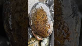 Black Thumbprint agate with a hint of limonite 👍agates agate agatehunting rockhounding [upl. by Ner]