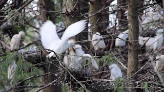 North Florida Cowbird Rookery Makes a Lot of Noise [upl. by Atteniuq]