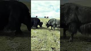 Buffalo vs Yak The Ultimate Battle of Strength and Survival [upl. by Orsino]