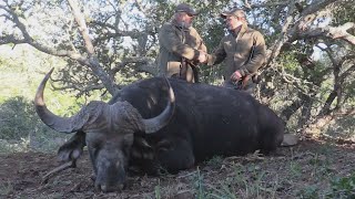 Buffalo hunt in the bush of South Africa  Ubuninzi Hunting Safaris [upl. by Arinay]