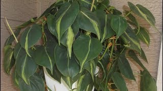 Philodendron Plant Rescue 2 How to repot and propagate Philodendron Cuttings [upl. by Dinah]