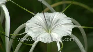 Crinum asiaticum Lily [upl. by Warrin]