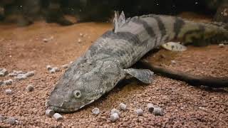 Bichir Polypterus Feeding Ornate Delhezi Ansorgii Weeksii Endlicheri quotTodziquot and more [upl. by Ellenehc]