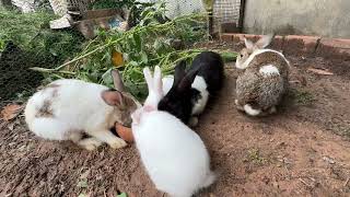 Rabbit love youtube comedy comment [upl. by Ardnauq]