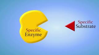 Enzymes and How They Work An Introduction [upl. by Yllak634]