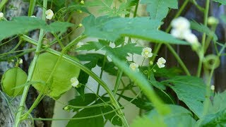 quotLove in a Puffquot a Delicate and Unusual Flowering Vine [upl. by Garold]