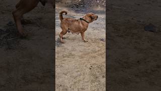 rottweiler dog attack German sheferd dog barking sound [upl. by Ylesara]