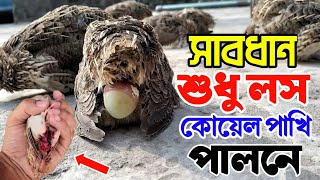 কোয়েল পাখি পালনে লস হয় কেন বিস্তারিত জেনে নিন  koyel pakhi palon  Quail farming [upl. by Gnehc]