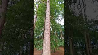 Tall Pine tree near Rivington lower barn UK wild nature countryside outdoors [upl. by Dosia]