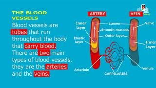 the circulatory system [upl. by Reamy567]