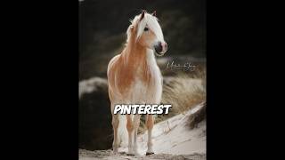 Google Vs PinterestHaflinger edition idAngelhh EmmySaezv1t ￼ [upl. by Yancy574]