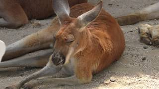 アカカンガルー と「けものフレンズ」パネル 東武動物公園 2018年5月6日 [upl. by Garret]