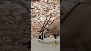 Oryx at Etosha National Park Namibia [upl. by Nalym125]