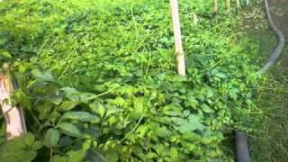 Jiaogulan in vietnam  internationalHerbFarm CoLtd [upl. by Gard]