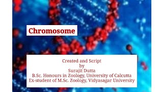 Chromosome  Created and Script by Surajit Dutta BSc Honours in Zoology [upl. by Ynar476]