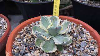 王妃甲蟹縞斑 Agave Isthmensis [upl. by Yenrab]