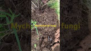 Mycorrhizal fungi  soil health indicator [upl. by Sarat]