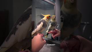 Cute Cockatiel Loves to Serenade His Reflection amp Flock  Tiel Named Loubert [upl. by Ataliah]