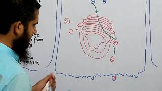 How to Draw Golgi Apparatus  Drawing Golgi Apparatus [upl. by Cathey]