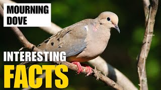 Exploring the Fascinating World of Mourning Dove  Interesting Facts  The Beast World [upl. by Andryc]