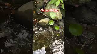 How to catch shrimp 🦐 hooksfishing fishingequipment fish carpfishing fishingshorts carp fish [upl. by Adihaj]