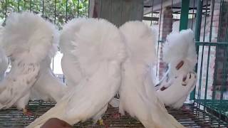 White Jacobin pigeons [upl. by Janik]