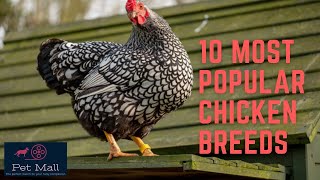 Top 10 Chicken Breeds [upl. by Netloc]