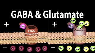 Neuroscience Basics GABA and Glutamate Animation [upl. by Walls]