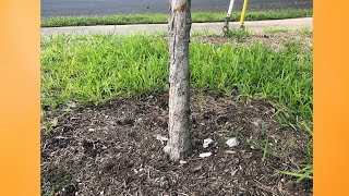 Chinkapin Oak Bark Peeling  Daphne Richards  Central Texas Gardener [upl. by Nahtan757]