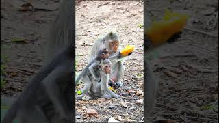 The Beautiful Tiny Monkeys at Mountain in my country monkey MonkeyLife animallove [upl. by Awe]