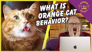 Orange Cat Behavior The Truth About Orange Cats [upl. by Annatnom]