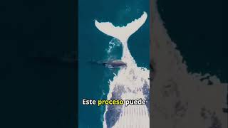 El Impacto de una Ballena al Descomponerse en el Océano shorts ballenas curiosidades [upl. by Nosyarg]