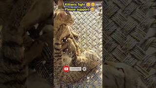 Kittens fight WWE 😻😻catcute cuteanimal cutecat shorts short ytshorts catshorts catlover [upl. by Craggie]