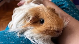 Adorable Guinea pig [upl. by Adnilab607]