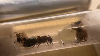 Camponotus Floridanus with 2 new additions and a large pupae 81624 [upl. by Yssirk]