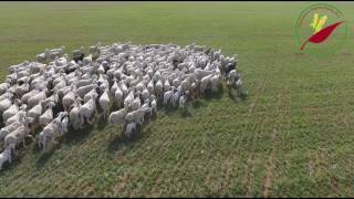 exploitation agricole bengrina pour la culture de Luzerne مزرعة بن قرينة المنيعة [upl. by Yenahs]