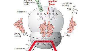 Advanced Cell Biology  Slides 100124 [upl. by Assirat131]