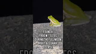 RARE 5 leg tree frog 🐸 rare fullmoon PartiallunarWildlifeVideos ExploreNature NatureLovers [upl. by Rem757]