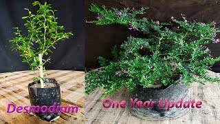 Desmodium Blue Braya Plant grow and careSamaresh Bonsai2021 [upl. by Bergerac]