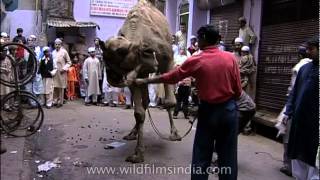 Muslims buy camel for qurbani on the occasion of Eid [upl. by Htebirol]