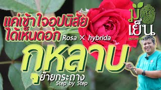 กุหลาบ เพียงแค่เข้าใจอุปนิสัย ได้เห็นดอก Rosa × hybrida [upl. by Hoehne]