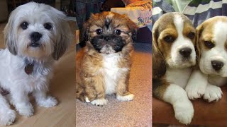 Dogs For Sale in Kolkata ❗Beagle and Lhasa at Low Price  All India Delivery 🚚 [upl. by Meghan341]