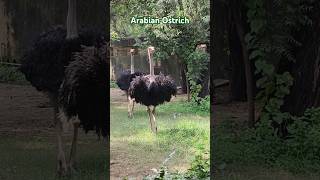 Ostrich ko kis kisne dekha hai Comment karke bataye  shorts trendingostrich trendingviralvideo [upl. by Cosimo203]