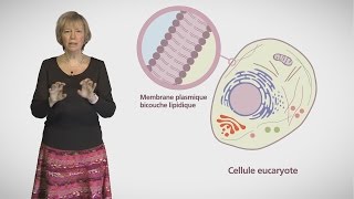 MOOC côté cours  Compartiments et trafic à lintérieur de la cellule [upl. by Lavro]