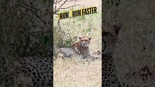 African Cheetah  Run Faster Go to Africa  see one of the Worlds Greatest Sights safari africa [upl. by Trow839]