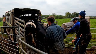 Heifers Home  Straw Chopper Is Out  Budget Rant [upl. by Don]